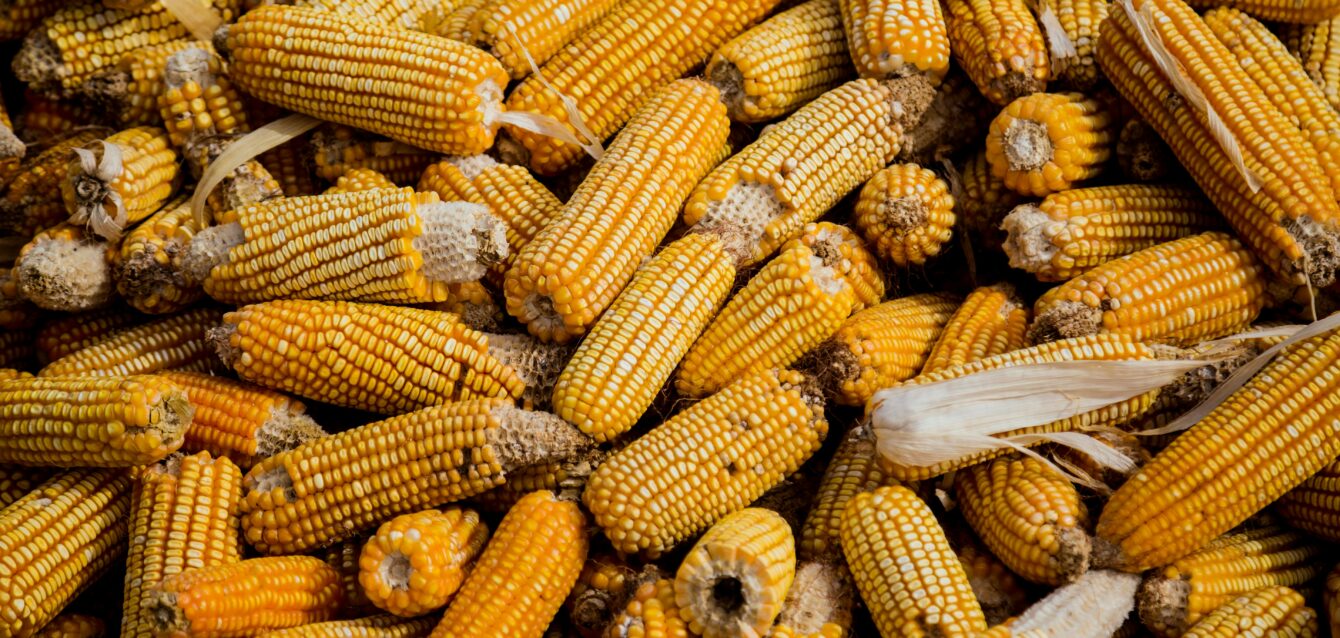 Photo by Livier Garcia: https://www.pexels.com/photo/bunch-of-corn-cob-1459331/