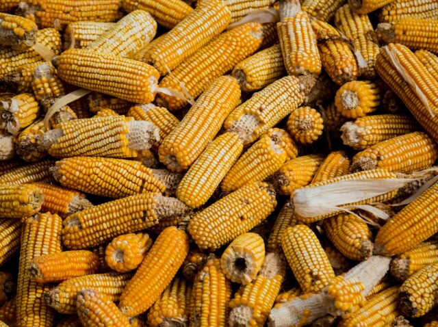 Photo by Livier Garcia: https://www.pexels.com/photo/bunch-of-corn-cob-1459331/